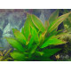 Гігрофіла Корімбоза (Hygrophila Corymbosa)
