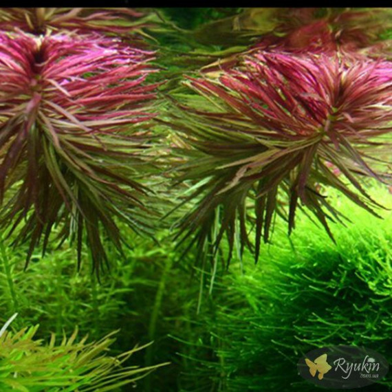 Лімнофіла Ароматика (Limnophila Aromatica)
