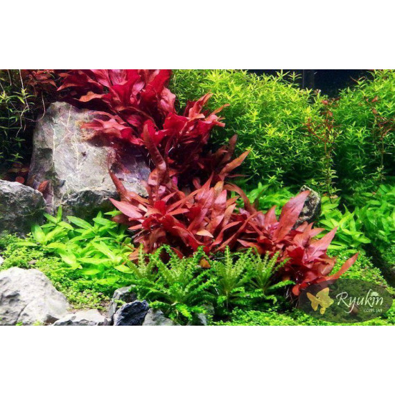 Альтернантера Міні (Alternanthera Reineckii Mini)