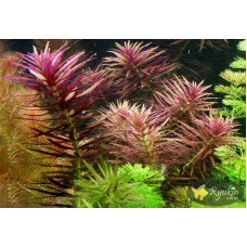 Лімнофіла Ароматика (Limnophila Aromatica)