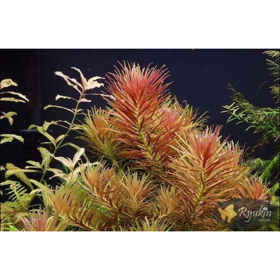 Лімнофіла Ароматика (Limnophila Aromatica)