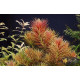 Лімнофіла Ароматика (Limnophila Aromatica)