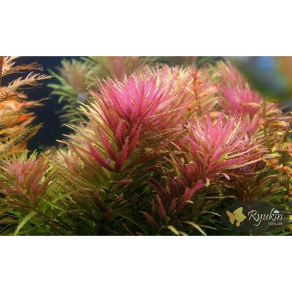 Лімнофіла Ароматика (Limnophila Aromatica)