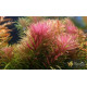 Лімнофіла Ароматика (Limnophila Aromatica)