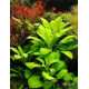 Лобелия Кардинальская (Lobelia Cardinalis)