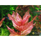 Ротала Макрандра Тигр (Rotala Macrandra Variegated)
