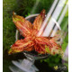Ротала Макрандра Тигр (Rotala Macrandra Variegated)
