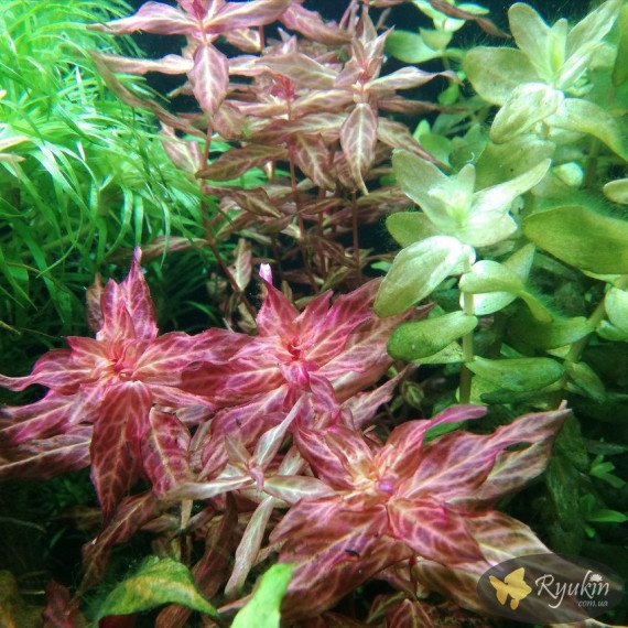 Ротала Макрандра Тигр (Rotala Macrandra Variegated)