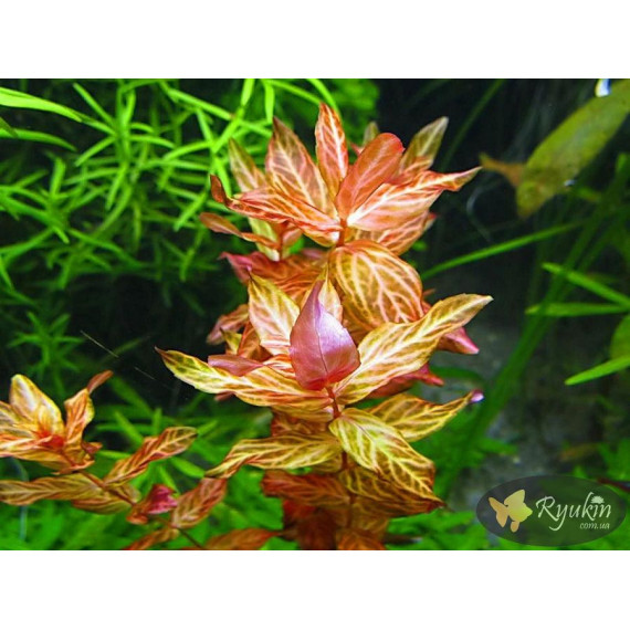 Ротала Макрандра Тигр (Rotala Macrandra Variegated)
