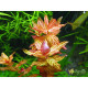 Ротала Макрандра Тигр (Rotala Macrandra Variegated)