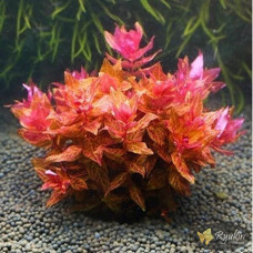 Ротала Макрандра Тигр (Rotala Macrandra Variegated)