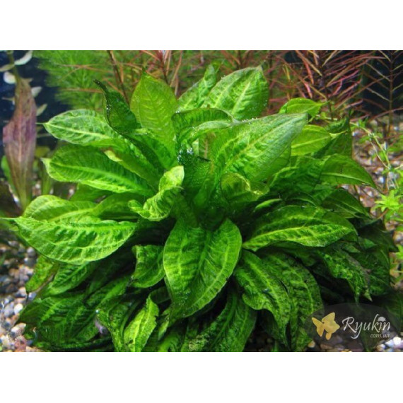 Эхинодорус Мелкоцветный Тропика (Echinodorus Parviflorus Tropica)