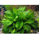 Эхинодорус Мелкоцветный Тропика (Echinodorus Parviflorus Tropica)