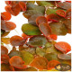 Філлантус Плаваючий (Phyllanthus Fluitans)