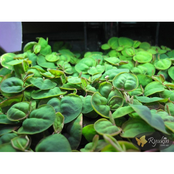 Філлантус Плаваючий (Phyllanthus Fluitans)