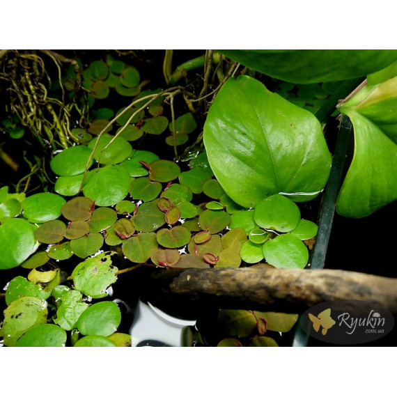 Філлантус Плаваючий (Phyllanthus Fluitans)