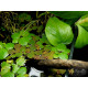 Філлантус Плаваючий (Phyllanthus Fluitans)