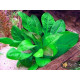 Эхинодорус Мелкоцветный Тропика (Echinodorus Parviflorus Tropica)