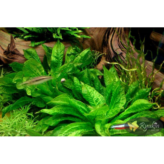 Эхинодорус Мелкоцветный Тропика (Echinodorus Parviflorus Tropica)