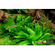 Эхинодорус Мелкоцветный Тропика (Echinodorus Parviflorus Tropica)