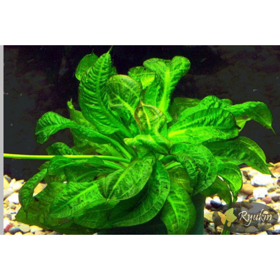 Эхинодорус Мелкоцветный Тропика (Echinodorus Parviflorus Tropica)