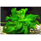 Эхинодорус Мелкоцветный Тропика (Echinodorus Parviflorus Tropica)
