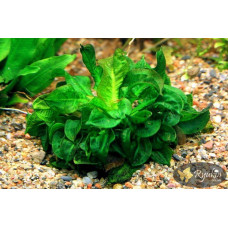 Эхинодорус Мелкоцветный Тропика (Echinodorus Parviflorus Tropica)