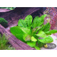 Эхинодорус Мелкоцветный Тропика (Echinodorus Parviflorus Tropica)