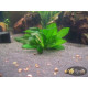 Эхинодорус Мелкоцветный Тропика (Echinodorus Parviflorus Tropica)
