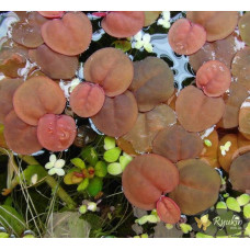 Філлантус Плаваючий (Phyllanthus Fluitans)