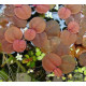 Філлантус Плаваючий (Phyllanthus Fluitans)