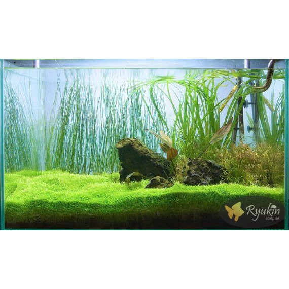 Циперус Хелфері (Cyperus Helferi)