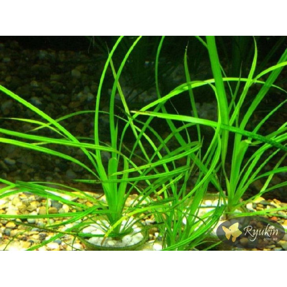 Циперус Хелфері (Cyperus Helferi)