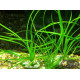 Циперус Хелфері (Cyperus Helferi)