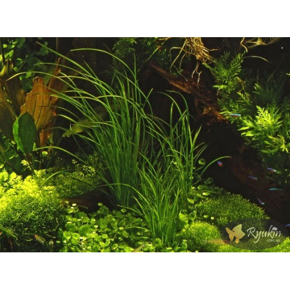 Циперус Хелфері (Cyperus Helferi)