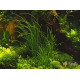 Циперус Хелфері (Cyperus Helferi)