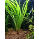 Циперус Хелфері (Cyperus Helferi)