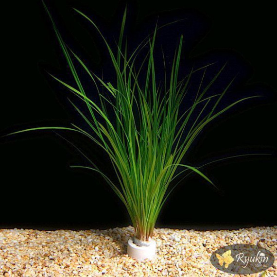 Циперус Хелфері (Cyperus Helferi)