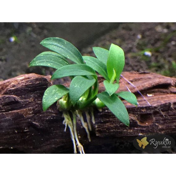Анубіас Панголіно (Anubias Pangolino)