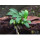 Анубіас Панголіно (Anubias Pangolino)