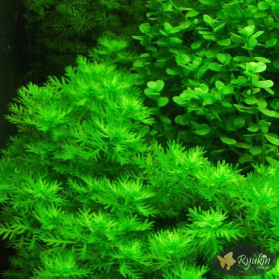 Хоттония Болотная (Hottonia Palustris)