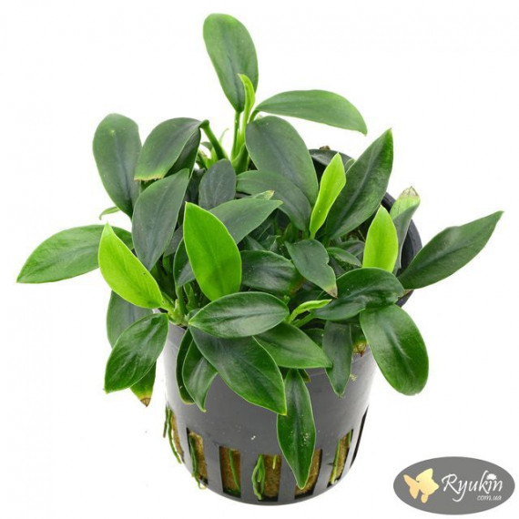 Анубіас Панголіно (Anubias Pangolino)