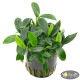 Анубіас Панголіно (Anubias Pangolino)