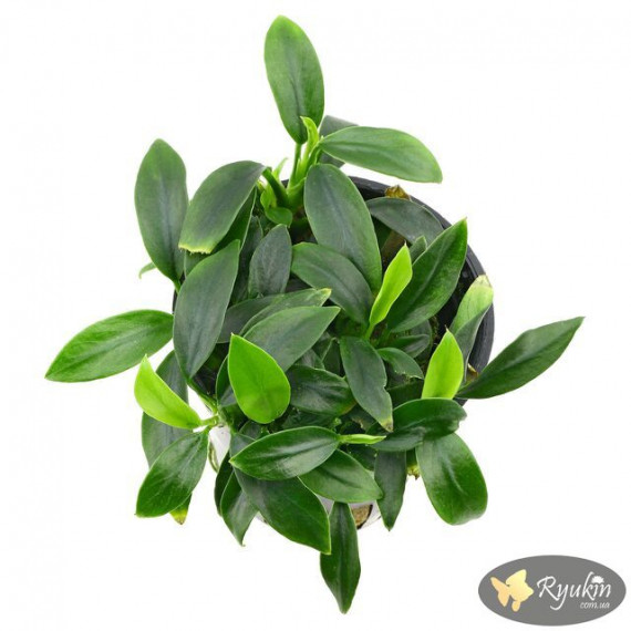 Анубіас Панголіно (Anubias Pangolino)