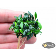 Анубіас Панголіно (Anubias Pangolino)