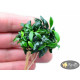 Анубіас Панголіно (Anubias Pangolino)