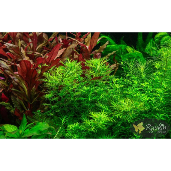 Хоттония Болотная (Hottonia Palustris)