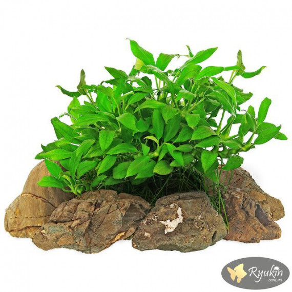Анубіас Панголіно (Anubias Pangolino)