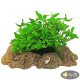 Анубіас Панголіно (Anubias Pangolino)