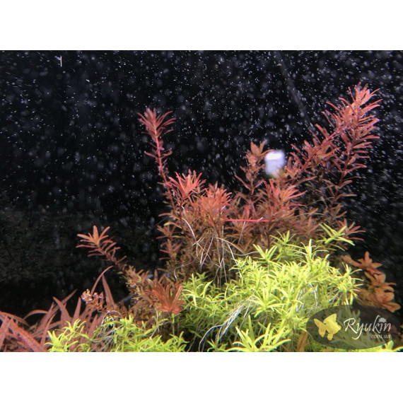 Ротала Блуд Ред (Rotala Blood Red)